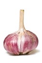 Red garlic