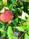 garnet fruits