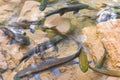 Red garra fishes in river water