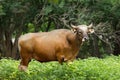 Red gaur Royalty Free Stock Photo
