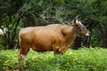 Red gaur Royalty Free Stock Photo