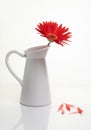 Red Gazania flower on a white stylish vase. Creative Still life photography