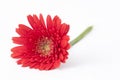 Red Gebera Royalty Free Stock Photo