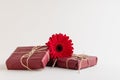 Red gebera flower with different objects on white Royalty Free Stock Photo