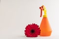 Red gebera flower with different objects on white Royalty Free Stock Photo