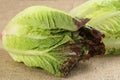 Red Gem Lettuce Royalty Free Stock Photo