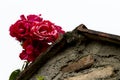 Red gentle roses on the rough, stone rooftop. Georgia, Tbilisi