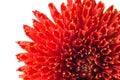 Red georgina flower bud Royalty Free Stock Photo