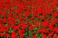 Red geranium Royalty Free Stock Photo