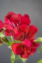 Red geranium Royalty Free Stock Photo