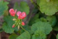 Red geranium, also known as malvon.