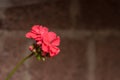 Red geranium, also known as malvon.