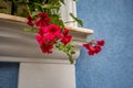 Red geranium in front of blue wall, white window Royalty Free Stock Photo