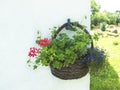 red geranium and blue Lobelia erinus flowers in brown wicker basket, flower pot hanging on white wall with summer garden Royalty Free Stock Photo