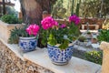 Red geranium in blue and white pots with majolica in garden as a decoration for urban landscape design Royalty Free Stock Photo