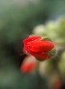 Buds of red geranium. Macro photograpy Royalty Free Stock Photo