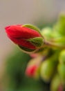 Buds of red geranium. Macro photograpy Royalty Free Stock Photo
