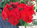 Red geranium Royalty Free Stock Photo