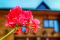 Red geranium close up and wooden house as background Royalty Free Stock Photo