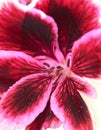 Red geranium flower Royalty Free Stock Photo