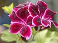 Red geranium flower