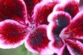 Red geranium flower