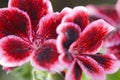 Red geranium flower Royalty Free Stock Photo