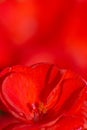 Red Geranium Flower Background Royalty Free Stock Photo