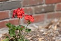 Red Geranium in Mulched Flower Bed Royalty Free Stock Photo