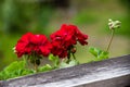 Red geranium flower in bloom Royalty Free Stock Photo