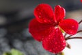 Red geranium flower on a blurred background Royalty Free Stock Photo
