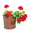 Red Geranium flower in a brown flower pot, close up white background Royalty Free Stock Photo