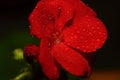 Red geranium flower with buds and drops of water