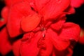 Red geranium flower close up family geraniaceae background botanical modern high quality big size print Royalty Free Stock Photo