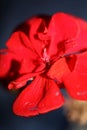 Red geranium flower close up family geraniaceae background botanical modern high quality big size print Royalty Free Stock Photo