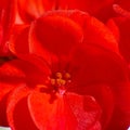 Red Geranium Flower Close-Up Royalty Free Stock Photo