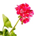 Red Geranium flower, close up Royalty Free Stock Photo