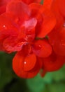 Geranium red  flower  with dewdrops. Macro photograpy Royalty Free Stock Photo