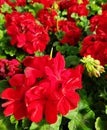 Red geranium flower Royalty Free Stock Photo