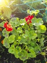 Red geranium. Flower for the garden. Geranium in the flowerbed. Plants for gardening.