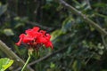 RED GERANIUM FLOWER HEAD IN A GARDEN Royalty Free Stock Photo
