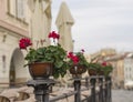 Red geranium flower pots on restaurant garden fencing on old cit Royalty Free Stock Photo