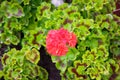 A red geranium flower surrounded by green leaves in a flower bed Royalty Free Stock Photo