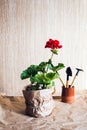 Red geranium flower and tools for planting flowers on craft paper. Preparation for transplanting indoor plants. Growing flowers