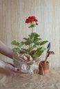 Red geranium flower and tools for planting flowers on craft paper.