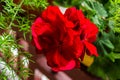 Red geranium flowers Royalty Free Stock Photo