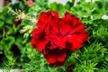 Red geranium flowers Royalty Free Stock Photo
