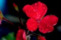 Red geranium flowers on black background Royalty Free Stock Photo