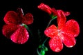 Red geranium flowers on black background Royalty Free Stock Photo