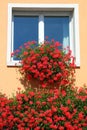 red geranium flowers blooming on the balcony in summer Royalty Free Stock Photo